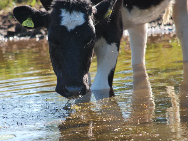 a black and white cow stands in shallow water drinking