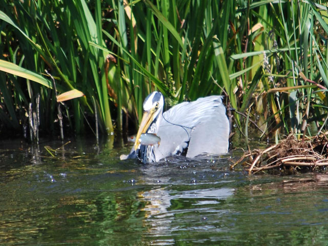 a heron holding a freshly caught fish in his beak among the reeds by the bank of the lancaster canal