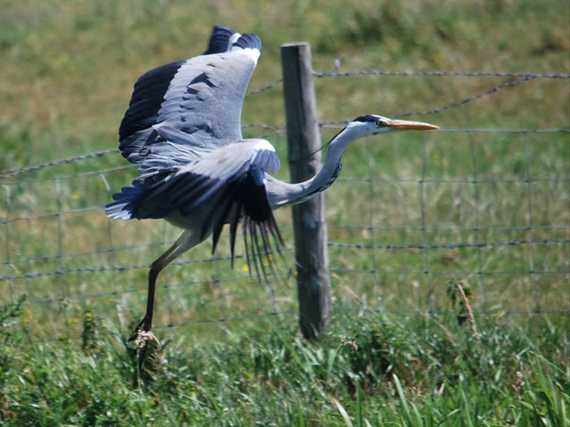 a heron caught in the act of taking flight behind the bird is a wire fence
