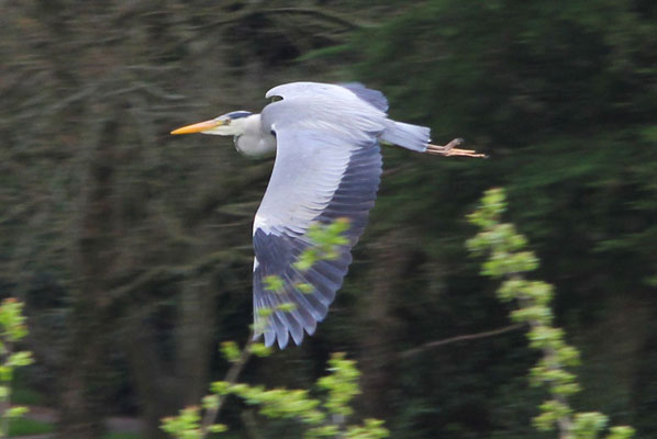 a heron in flight above the lancaster canal with bare trees and early spring foliage
