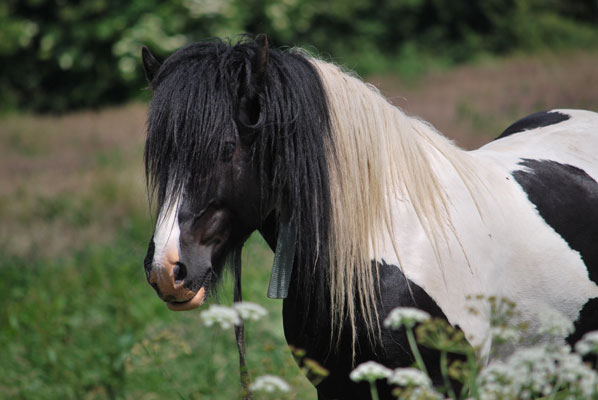 close up of a piebald horse standing in a field with trees behind and wild flowers in the foreground