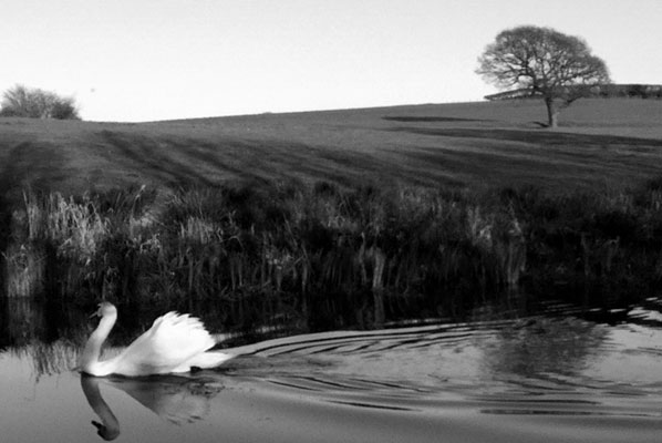 a swan swims across the surface of the lancaster canal image is black and white with a bare tree, field and reeds in the background