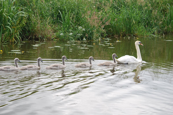 a swan with five cygnets in its wake swim along the lancaster canal with reeds in the background