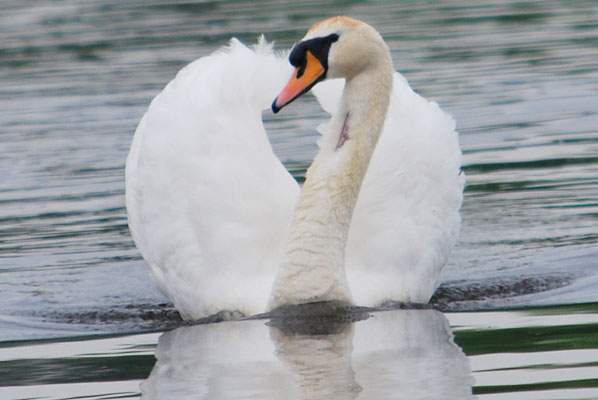close up of a swan its wings raised forming a heart shape behind its head