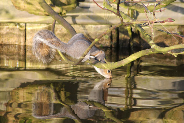 a squirrel on a branch overhanging the canal drinking from the canal water