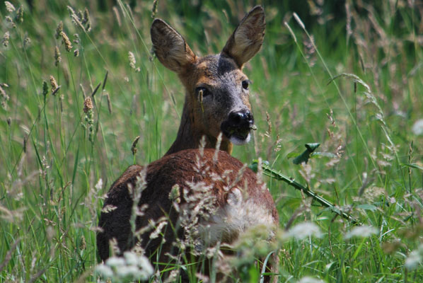 a deer in long grass beside the lancaster canal looks back at the camera