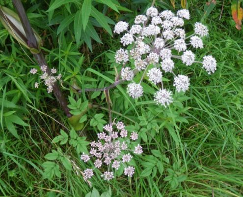 Angelica_sylvestris3 Angelica Sylvestris