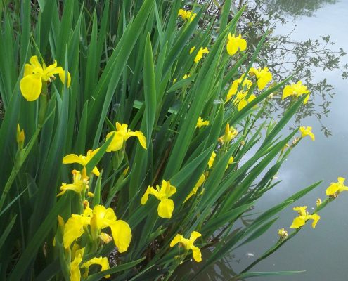 YellowFlagIris Yellow Flag Iris
