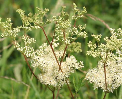 meadowsweet Meadowsweet