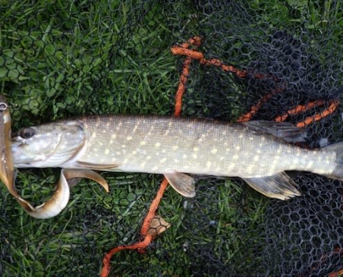 Pike Fishing