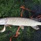 Pike Fishing