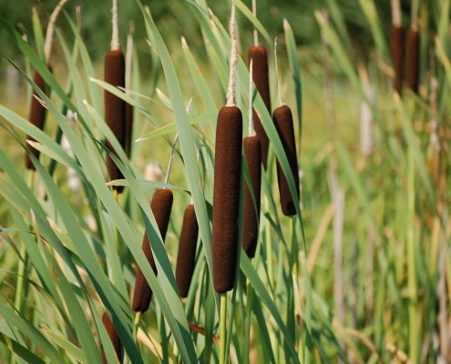 reedmace Reed Mace