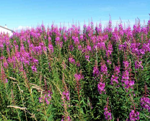 rosebaywillowherb Rose Bay Willow Herb