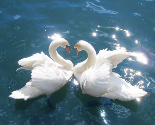 Swans on The Lancaster Canal