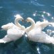 Swans on The Lancaster Canal