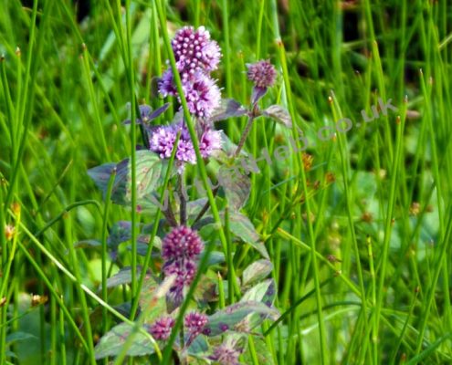 water-mint Water Mint