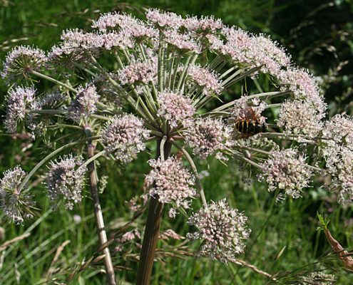 wild-angelica Wild Angelica
